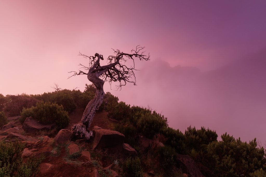 Foto "Madeira", 2024